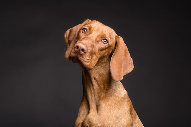 3 informations à connaître sur la méthode d’éducation canine Gun