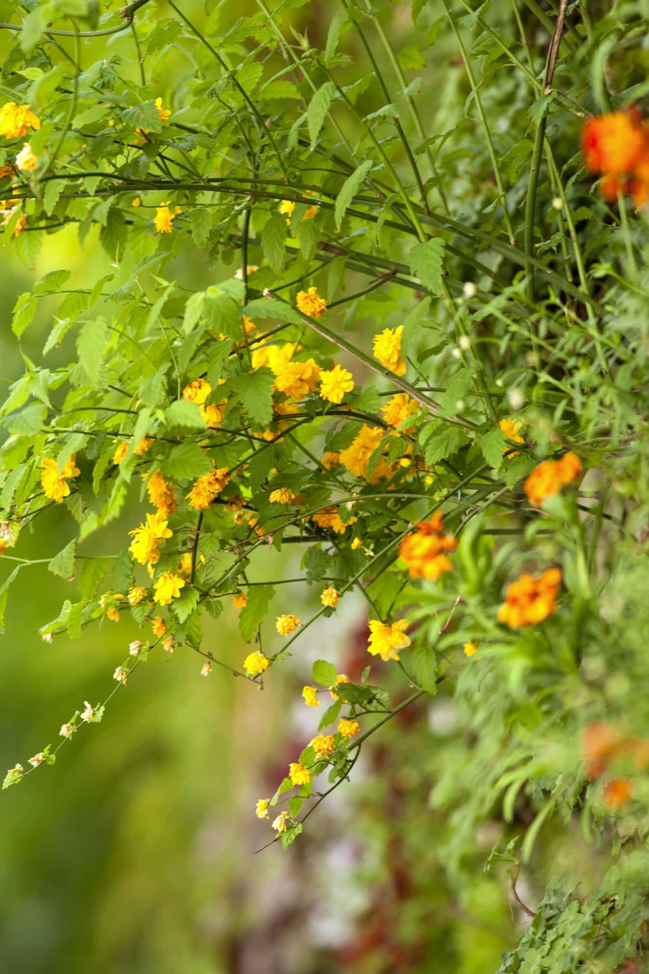 Quelles sont les plantes indigènes recommandées par les paysagistes ?